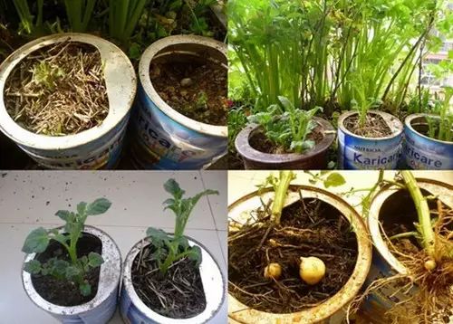 你还在买盆栽？太落后了，看看这个吧！ - suay123“阿庆嫂” - 阿庆嫂欢迎来自远方的好友！