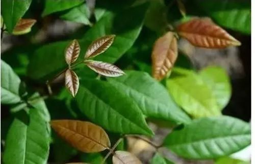 你还在买盆栽？太落后了，看看这个吧！ - suay123“阿庆嫂” - 阿庆嫂欢迎来自远方的好友！