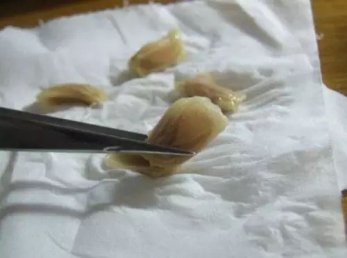 你还在买盆栽？太落后了，看看这个吧！ - suay123“阿庆嫂” - 阿庆嫂欢迎来自远方的好友！