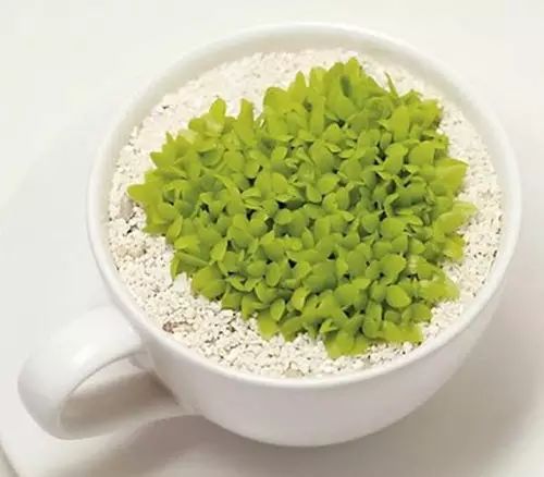 你还在买盆栽？太落后了，看看这个吧！ - suay123“阿庆嫂” - 阿庆嫂欢迎来自远方的好友！