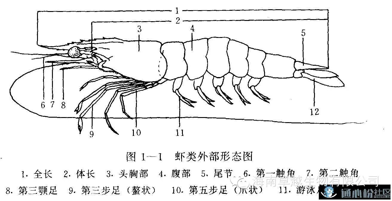 除尾节外,身体各节均有附肢一对.