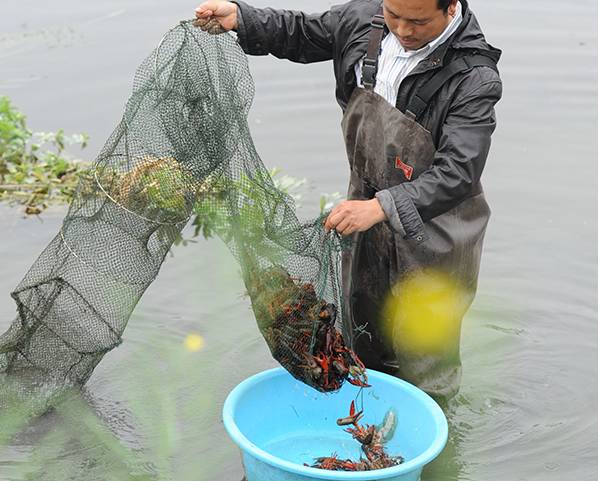 清早起床去捕虾