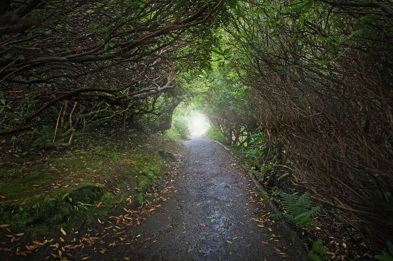 这个网瘾难除的英国人把自己扔到了与世隔绝的苏格兰森林里 ...