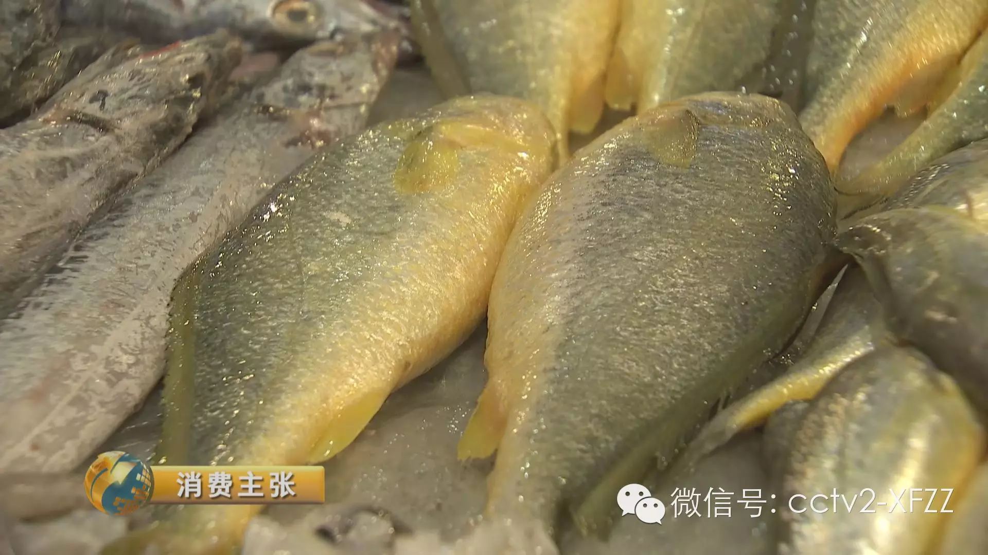 央视《消费主张》:千元一斤的大黄鱼 怎样买最新鲜?