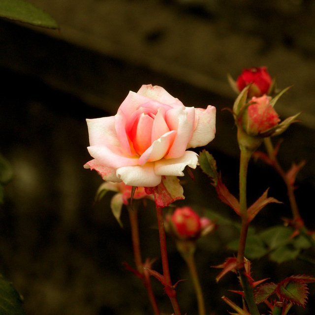 Bette Midler:The Rose