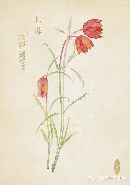 彩绘《本草纲目》▕ <wbr>那些美丽的小植物们