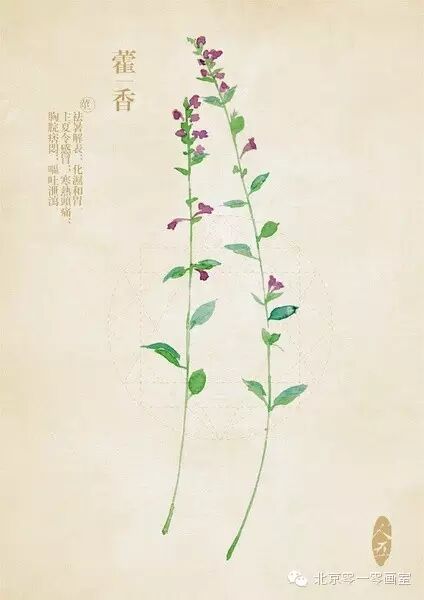 彩绘《本草纲目》▕ <wbr>那些美丽的小植物们