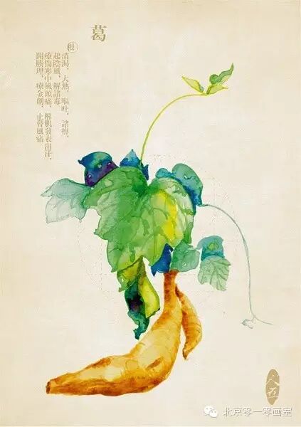彩绘《本草纲目》▕ <wbr>那些美丽的小植物们