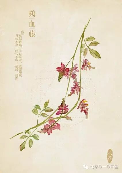 彩绘《本草纲目》▕ <wbr>那些美丽的小植物们