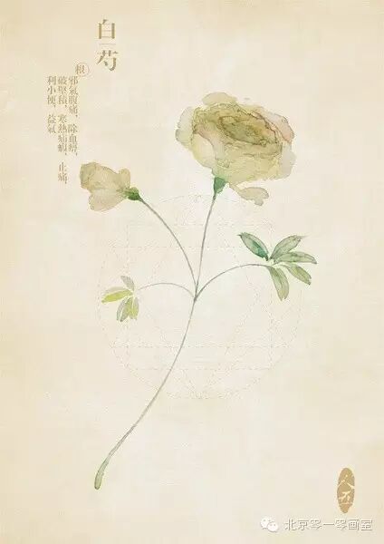 彩绘《本草纲目》▕ <wbr>那些美丽的小植物们