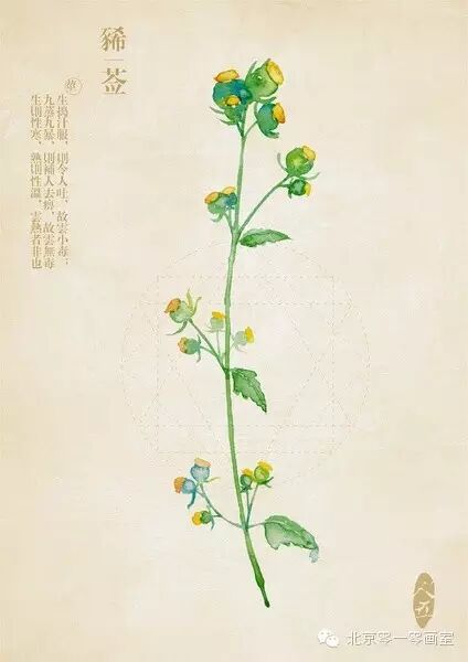 彩绘《本草纲目》▕ <wbr>那些美丽的小植物们