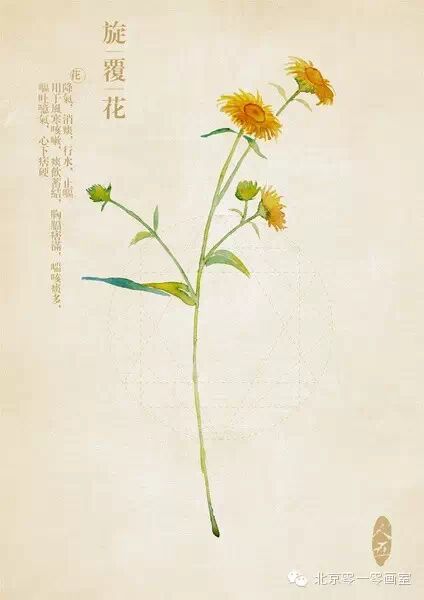 彩绘《本草纲目》▕ <wbr>那些美丽的小植物们