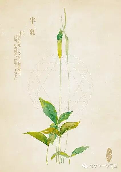 彩绘《本草纲目》▕ <wbr>那些美丽的小植物们