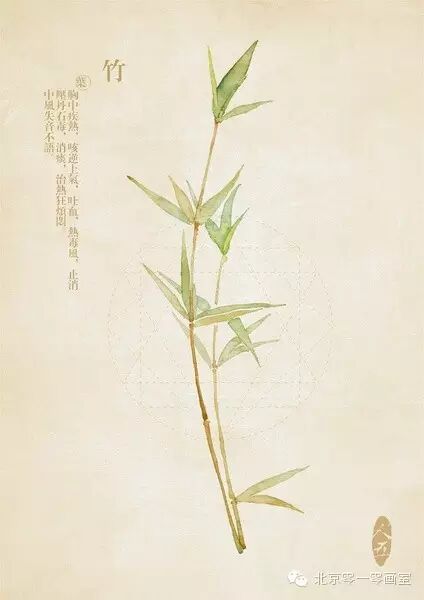 彩绘《本草纲目》▕ <wbr>那些美丽的小植物们