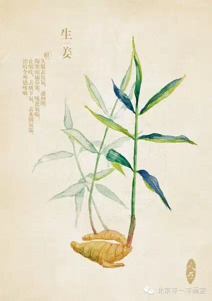 彩绘《本草纲目》▕ <wbr>那些美丽的小植物们