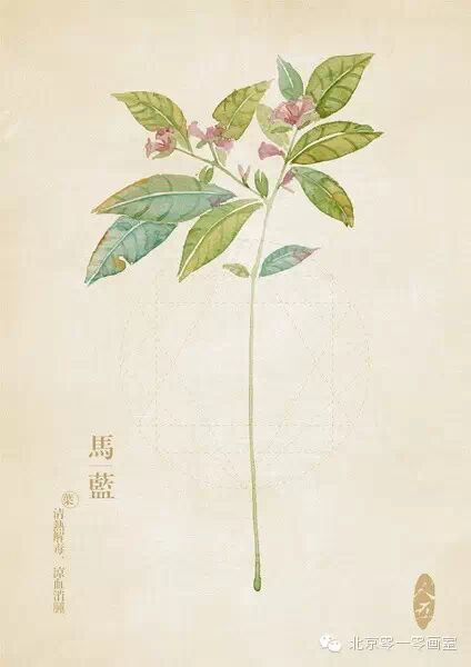 彩绘《本草纲目》▕ <wbr>那些美丽的小植物们