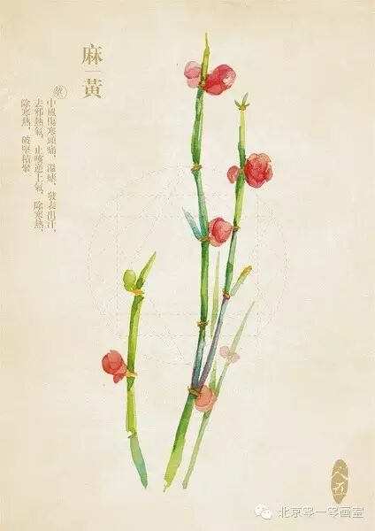 彩绘《本草纲目》▕ <wbr>