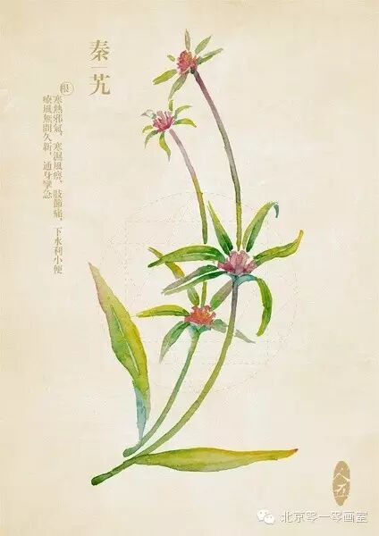 彩绘《本草纲目》▕ <wbr>那些美丽的小植物们