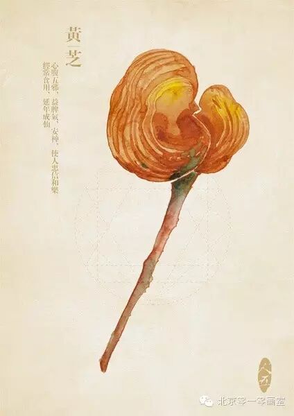 彩绘《本草纲目》▕ <wbr>那些美丽的小植物们
