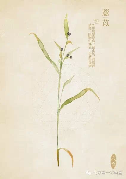 彩绘《本草纲目》▕ <wbr>那些美丽的小植物们
