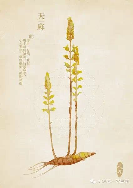 彩绘《本草纲目》▕ <wbr>那些美丽的小植物们