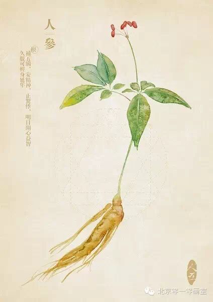 彩绘《本草纲目》▕ <wbr>那些美丽的小植物们