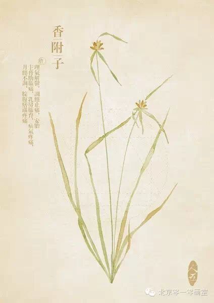 彩绘《本草纲目》▕ <wbr>那些美丽的小植物们