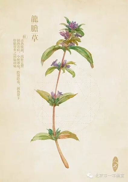 彩绘《本草纲目》▕ <wbr>那些美丽的小植物们