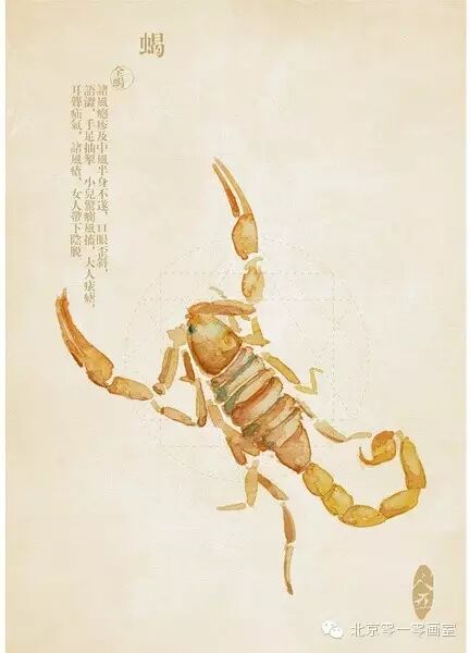 彩绘《本草纲目》▕ <wbr>那些美丽的小植物们