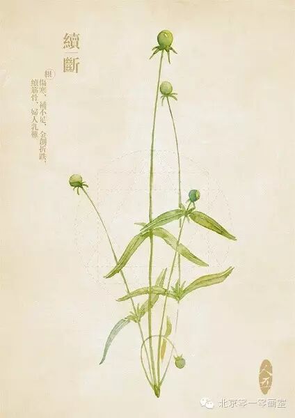 彩绘《本草纲目》▕ <wbr>那些美丽的小植物们