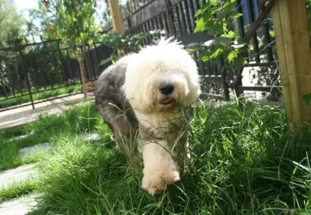 疼惜了6年的爱犬暴毙，他一怒之下做了这件事……