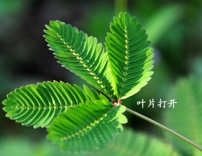 自然界中有意思的十大奇异植物