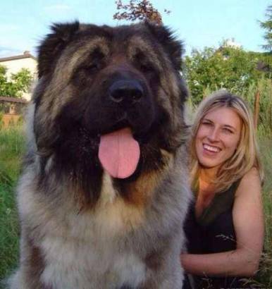 世界十大最强悍猛犬——藏獒只排第五