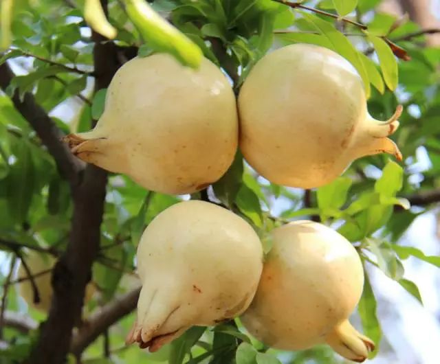 确认了石榴树发生了基因变异,变成了现在这种白花,白果,白籽的"白花