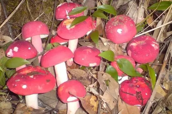 圖片關(guān)鍵詞