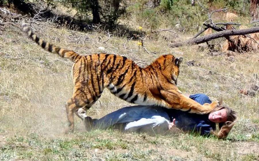 7月23日下午,北京八达岭野生动物园发生一起老虎伤人事件,致1死1伤.