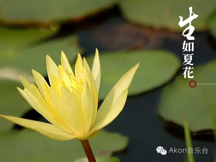 我,朴树,合唱团
