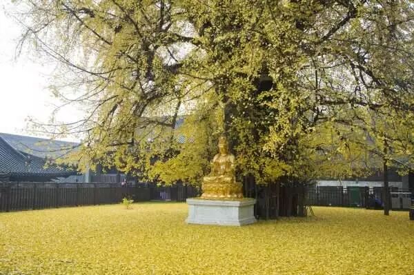 中国最美银杏树，1400年前李世民亲手所栽！587 / 作者:花开似花落、 / 帖子ID:106257