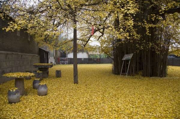 中国最美银杏树，1400年前李世民亲手所栽！927 / 作者:花开似花落、 / 帖子ID:106257