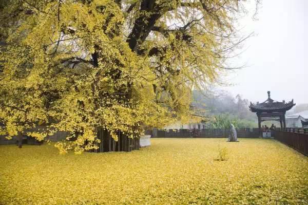 中国最美银杏树，1400年前李世民亲手所栽！981 / 作者:花开似花落、 / 帖子ID:106257