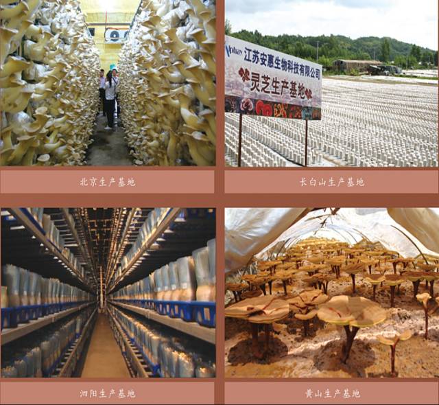 这四大优势，奠定了安惠在食药用菌界始终处于遥遥领先的地位！