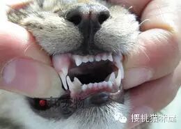 猫猫的牙齿生长阶段
