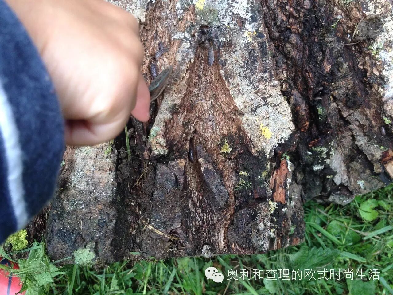 英国小朋友暑期在自然中学习昆虫知识，老妈狂补生物课！