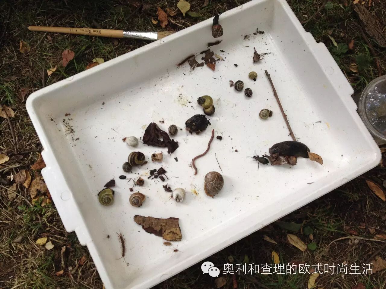 英国小朋友暑期在自然中学习昆虫知识，老妈狂补生物课！