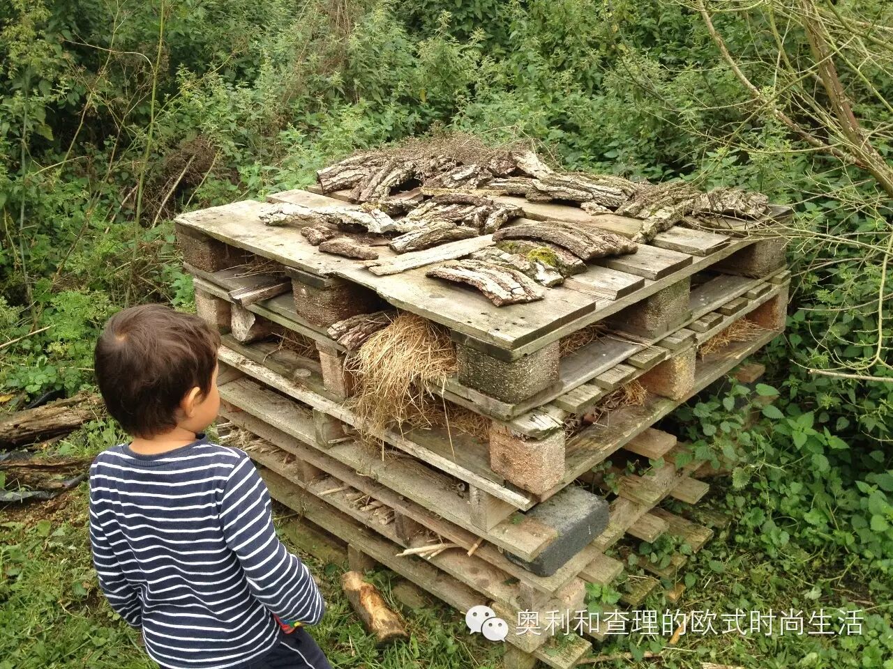 英国小朋友暑期在自然中学习昆虫知识，老妈狂补生物课！