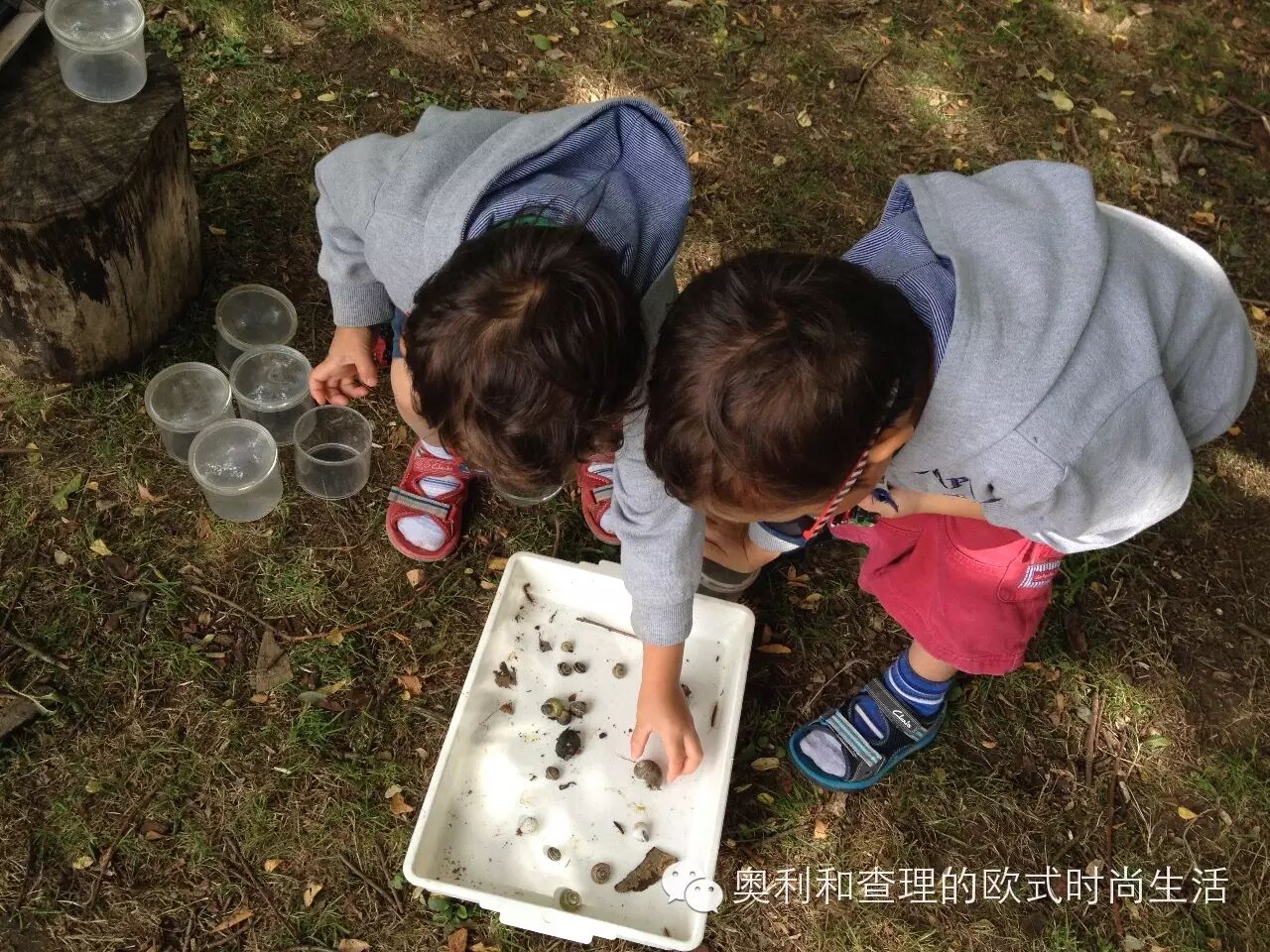 英国小朋友暑期在自然中学习昆虫知识，老妈狂补生物课！
