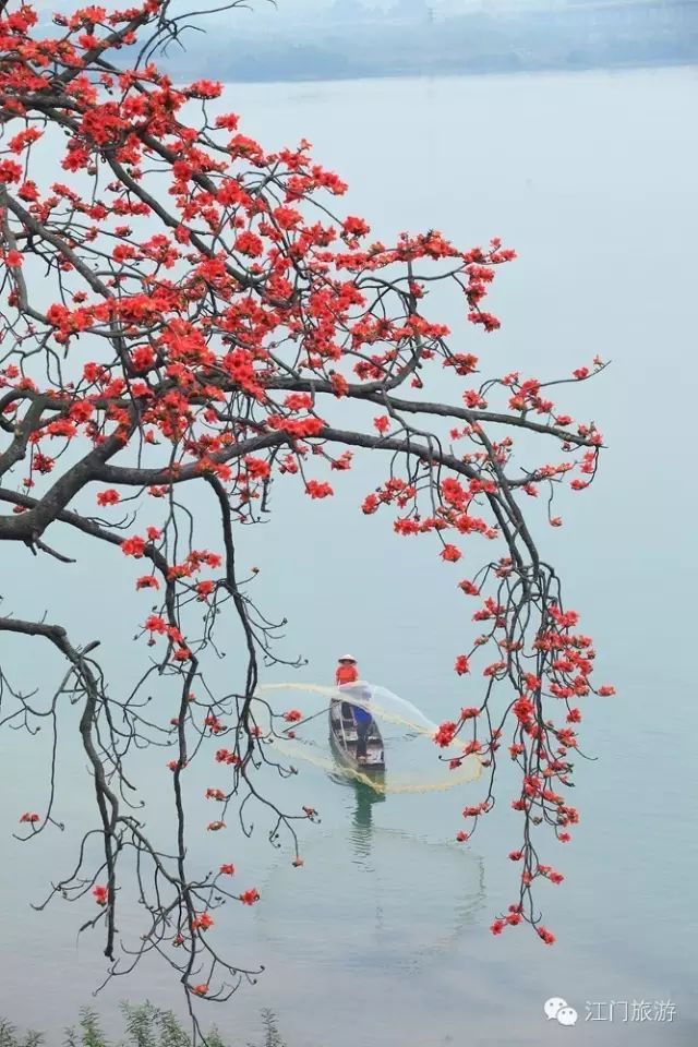 在新会茶坑村,当旧乡府前的木棉花怒放,红棉,旧乡府与熊子塔(熊音"泥"