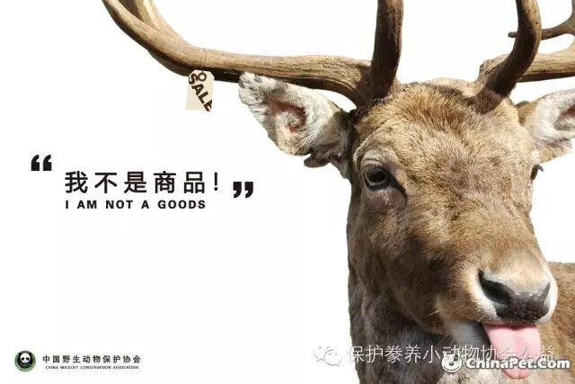 宠物生化机器怎么使用【宠医知识课堂】犬猫生化检查指标的解读及其临床意义_https://www.jmylbn.com_新闻资讯_第2张