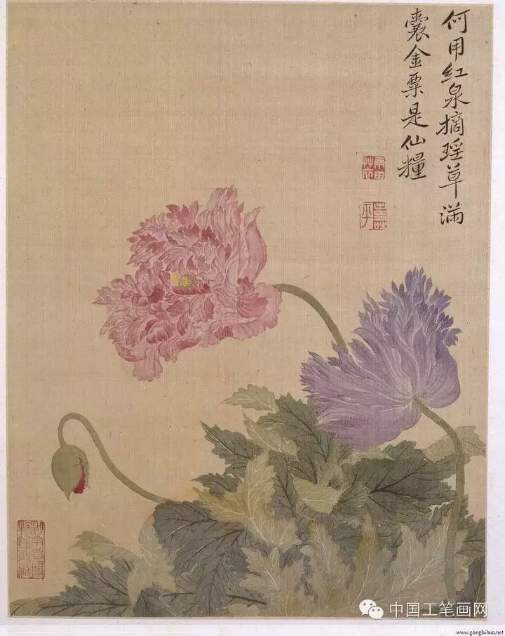 欣赏:清· 恽寿平《花卉图册十二帧》