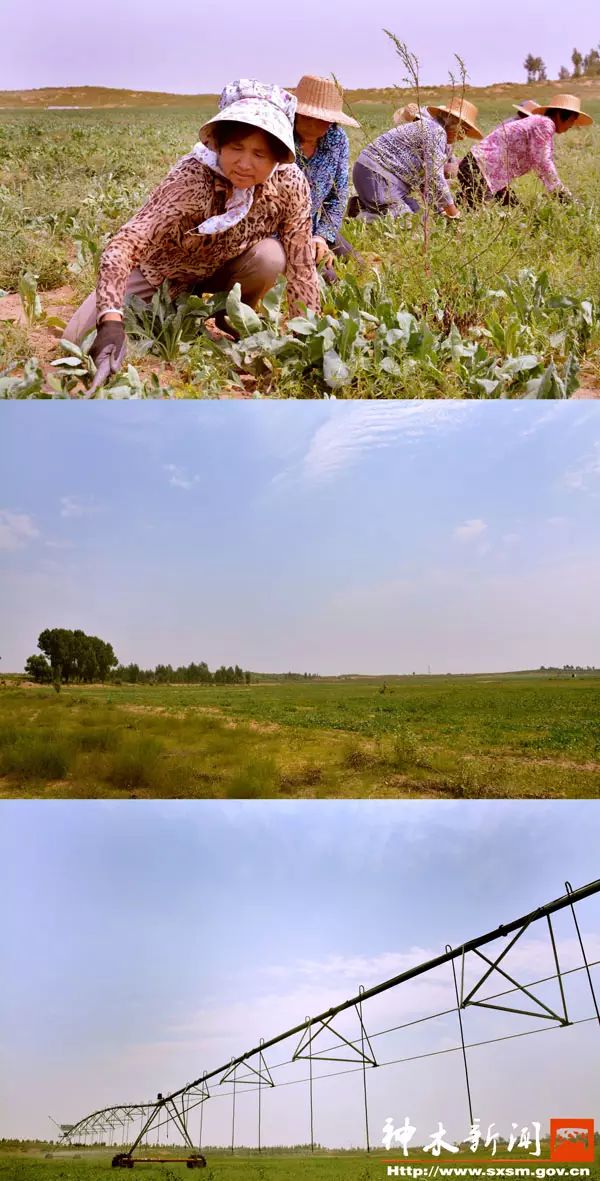 致富种植糖料蔗文案怎么写_致富经种植_致富种植专业合作社